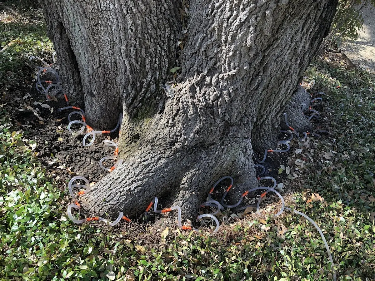 Detailed Tree Cabling and Bracing job site in Renault