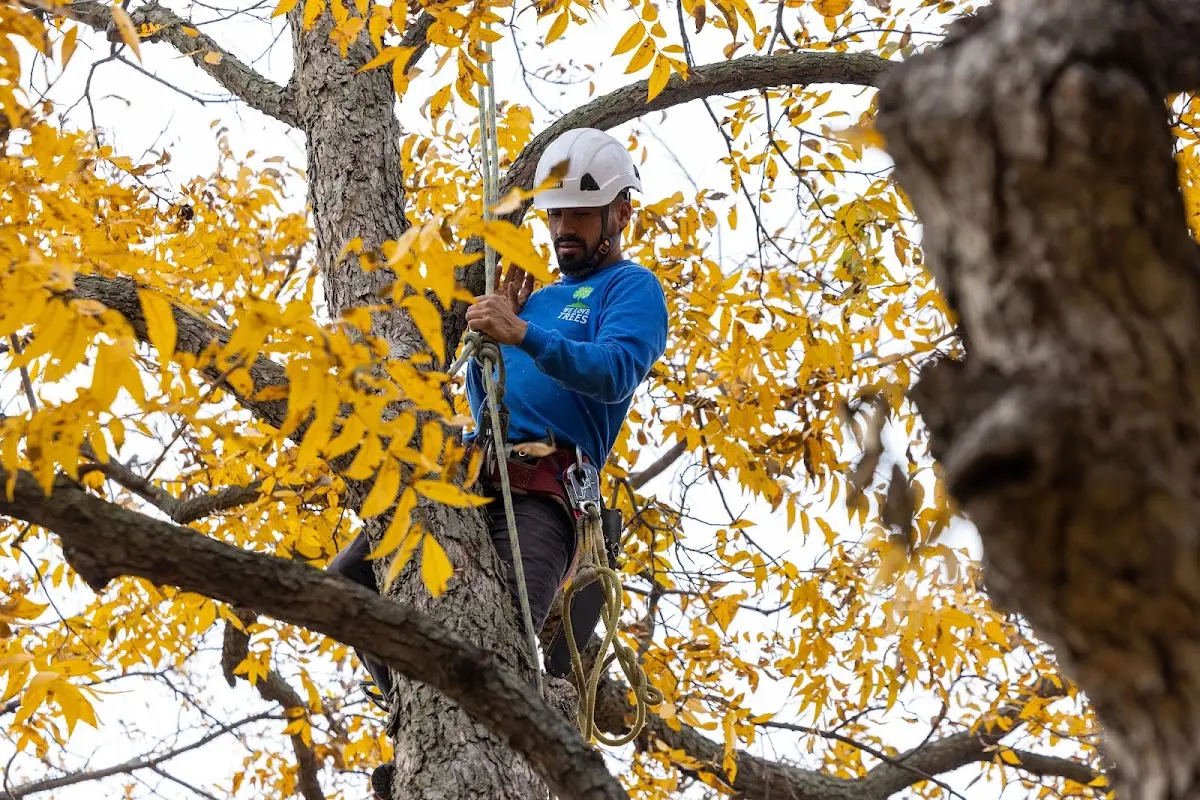 Skilled Tree Pruning crew working in Renault